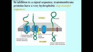 308 Integral Membrane Proteins Have Stop Transfer Sequences [upl. by Einra]