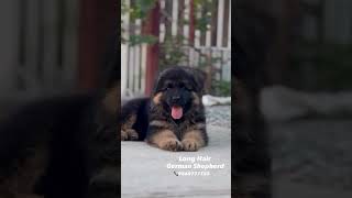 Long Hair German Shepherd Puppies Available [upl. by Namref]