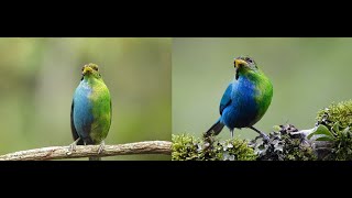 Episode 75 Gynandomorphism in birds with Dr Hamish Spencer [upl. by Akiehsal]