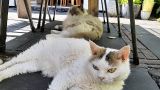 Funny Playing Cats on a Hot Summer Day [upl. by Rosenblum241]