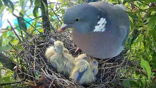 Wood Pigeon Nest Diary  Eggs Chicks Sadness and Success [upl. by Annahc]