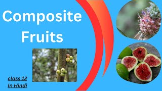 Composite Fruits and their types  Sorosis and Syconus  class 12  in Hindi [upl. by Ttsepmet]