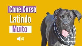 Cachorro Cane Corso Latindo BRAVO [upl. by Lilaj]