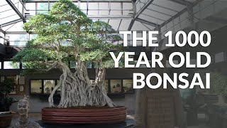 1000 year old Ficus Bonsai [upl. by Rebmik]