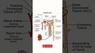 Nephron Structure  Simple Nephron Diagram for Easy Understanding [upl. by Slack]