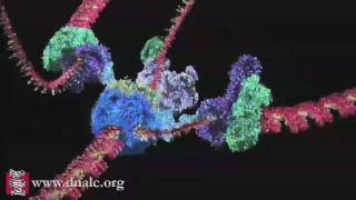 Mechanism of DNA Replication Basic [upl. by Aniv]