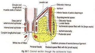 Ischioanal fossa part1Easy Anatomy  Abdomen [upl. by Marcin]