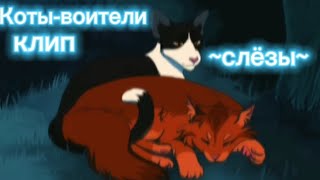 ☆коты воители☆ клип под песню Анет Сай слёзы [upl. by Ilatan224]