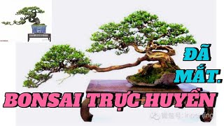 CHIÊM NGƯỠNG NHỮNG TÁC PHẨM BONSAI TRỰC HUYỀN [upl. by Ddej551]