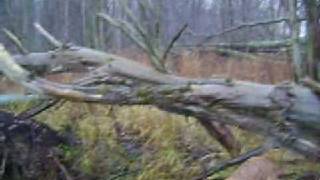 Finger Lakes Waterfowl Hunting Chesapeake Bay Retriever [upl. by Orlantha543]