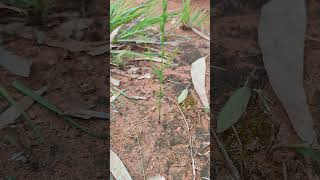 Narrow Leaves witch weedStriga angustifolia Scrophulariaceae HAVERIKARNATAKA [upl. by Nealey]