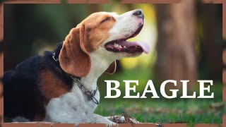 Beagle barking in the city park Loud english beagle dog sound [upl. by Cattan276]