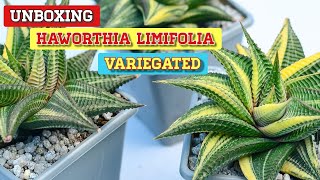 Unboxing Haworthia Limifolia Variegated  Very Easy To Grow amp Maintain  Succulent [upl. by Jennine753]