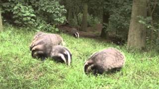 Assessing the data on badger culls and bovine tuberculosis  Professor Matthew Evans [upl. by Ugo859]