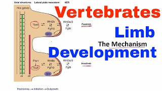 Limb development in vertebrates [upl. by Atwahs]