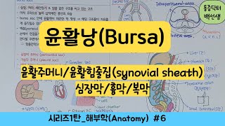 윤활낭bursa윤활주머니윤활 힘줄집synovial tendon sheath심장막흉막복막해부학6일차 [upl. by Hanoj]