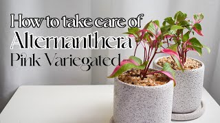 How to take care of Alternanthera Pink Variegated [upl. by Ballou]