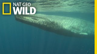 Blue Whales 101  Nat Geo Wild [upl. by Tindall168]