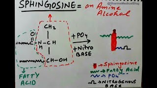 Sphingophospholipid Biochemical Structure amp Brief Lipids Classification [upl. by Mcdougall]