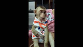 Today Mom Made Chicken soup to Provide Nutrition for Monkey Bryan😍🙉 monkey cutemonkey monkeylove [upl. by Doubler197]