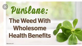 Health benefits of Purslane  Portulaca oleracea weed [upl. by Idham324]