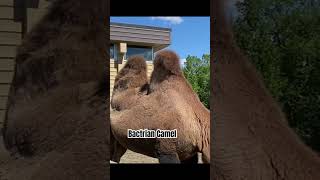 Bactrian Camel music [upl. by Aneeb]