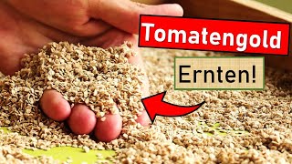 Tomatensaatgut richtig ernten 🍅 Professionell amp im großen Stil 🤩 Ernte Aufbereitung und Trocknung 🌾 [upl. by Deidre699]