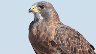 Hawk Sounds  Hawk Sound Effects  Harris Hawk Noises  Hawk Squawking  Hawk Calls No Music [upl. by Notterb]