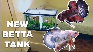 New Betta Tank Set Up  Half Moon Plakat Bettas HMPK [upl. by Amihc]