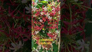 Combretum indicum medicinal plant [upl. by Trygve]