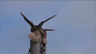 Saker falcon [upl. by Anek]