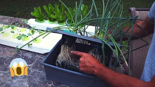 How to regrow onions from a tiny scrap [upl. by Drusus]