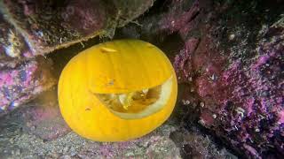 Massive Salp While Diving Lochinver [upl. by Ilka]