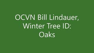 Winter Tree ID Part 2  oaks [upl. by Aivonas546]