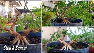 Step A Bonsai [upl. by Airetak]