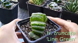 Haworthia truncata y sus varidades  cultivars [upl. by Eirelam]