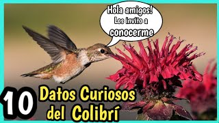 Colibri  10 Curiosidades del Colibrí [upl. by Denton891]