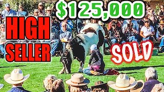 COWGIRL CADILLACS HORSE SALE 2023  WICKENBURG AZ [upl. by Adriaens]