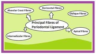 PRINCIPAL FIBRES OF PERIODONTAL LIGAMENT  ORAL HISTOLOGY  DENTAL OCCLUSION [upl. by Ejrog]