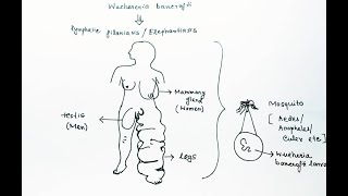 Wuchereria bancrofti Lifecycle in Hindi  Wuchereria bancrofti Lymphatic Filariasis Elephantiasis [upl. by Dinsmore]