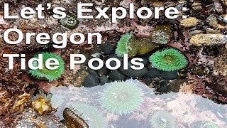 Lets Explore Oregon Tide Pools [upl. by Mona]