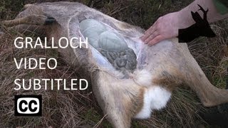 How I Gralloch Deer  updated with captions  Field dressing  Gralloching  Gutting  RoeStalker [upl. by Burta]