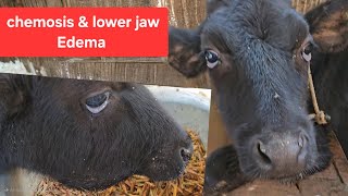 chemosis of cattleBilateral Edema at lower jawParasitic cause HypoproteinemiaVetrakib [upl. by Alemap91]