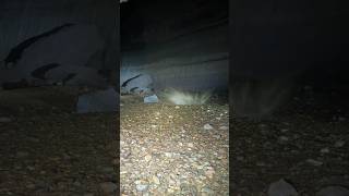 Rock Explodes After Falling 600 Feet In A Cave [upl. by Natek]