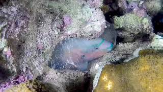 Parrotfish in a Mucus Cocoon [upl. by Chadwick457]