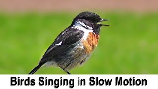 Birds Singing and Chirping in Slow Motion with Slowed Down Bird Song [upl. by Gnes265]