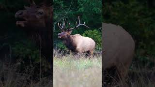 Bull Elk Bugle During the Rut [upl. by Aneetak]