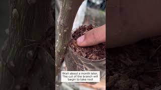 Simple plant extraction at home garden agriculture plants [upl. by Nino]