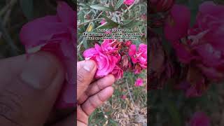 Oleander Poisoning Livestock Nerium OleanderKaner Plant Treatment [upl. by Gretchen]