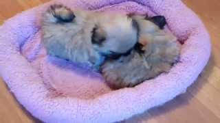 Pekingese puppies [upl. by Natascha41]